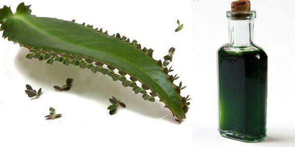 Kalanchoe Flower Extract - Composition Exodermin