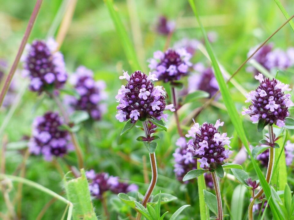 Thyme plant used to treat fungus