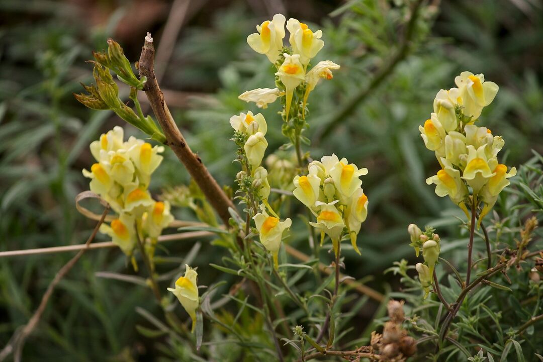 Toad plant used to treat fungus