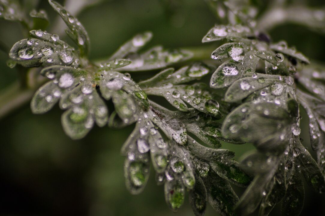 Wormwood Plant Used to Treat Fungus