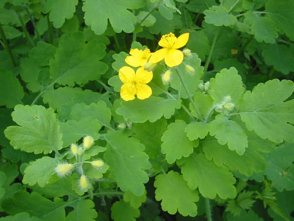 Planting celandine everywhere can help get rid of onychomycosis quickly